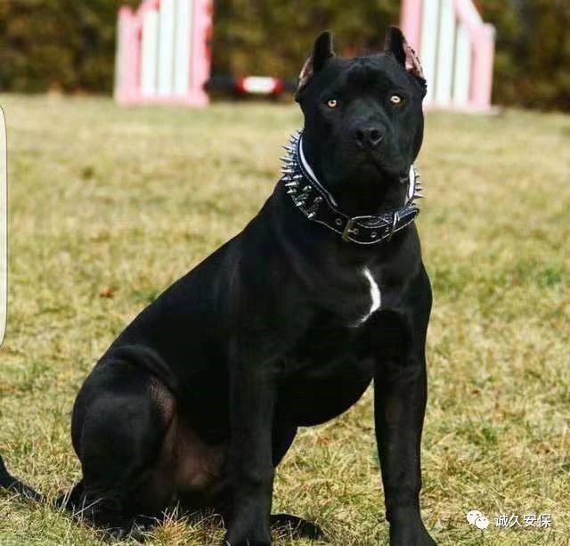 诚久安保,黑豹保镖犬防基地正式投入运营